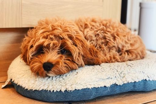 12 things to know before getting Cavapoo