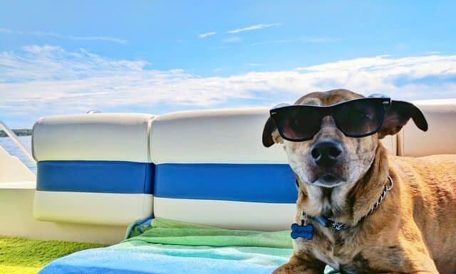 dog friendly restaurants near me